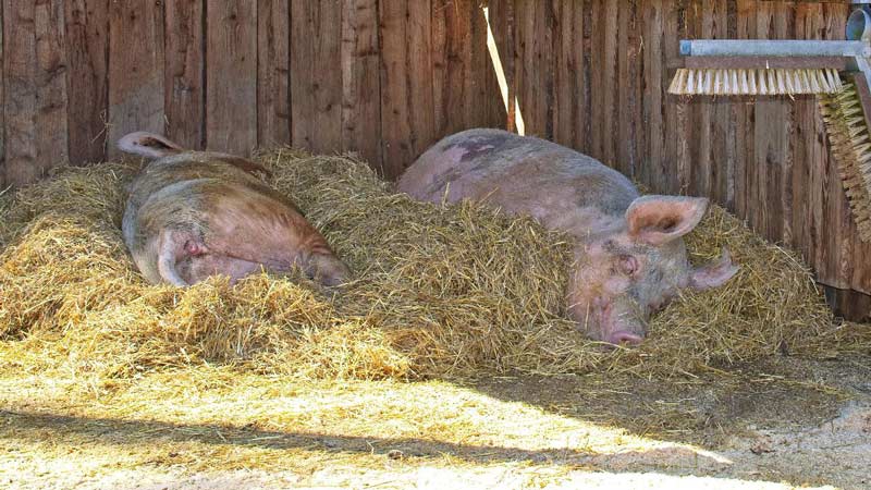 Pigs in hay