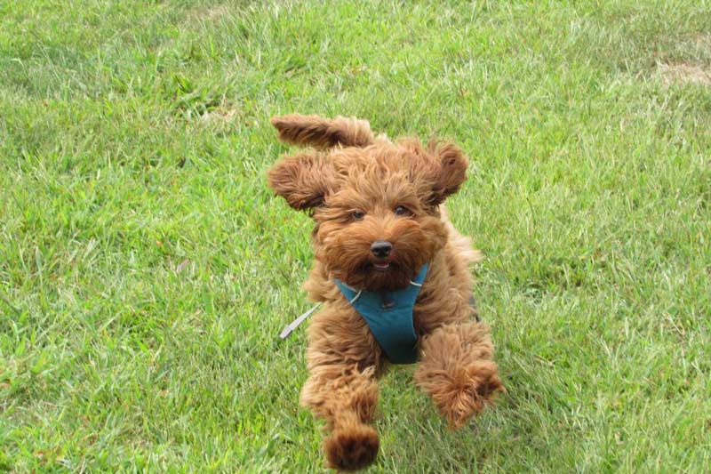 Running poodle