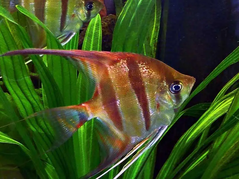 Angelfish in freshwater aquarium