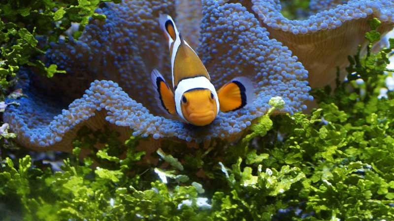 Clownfish in fish tank