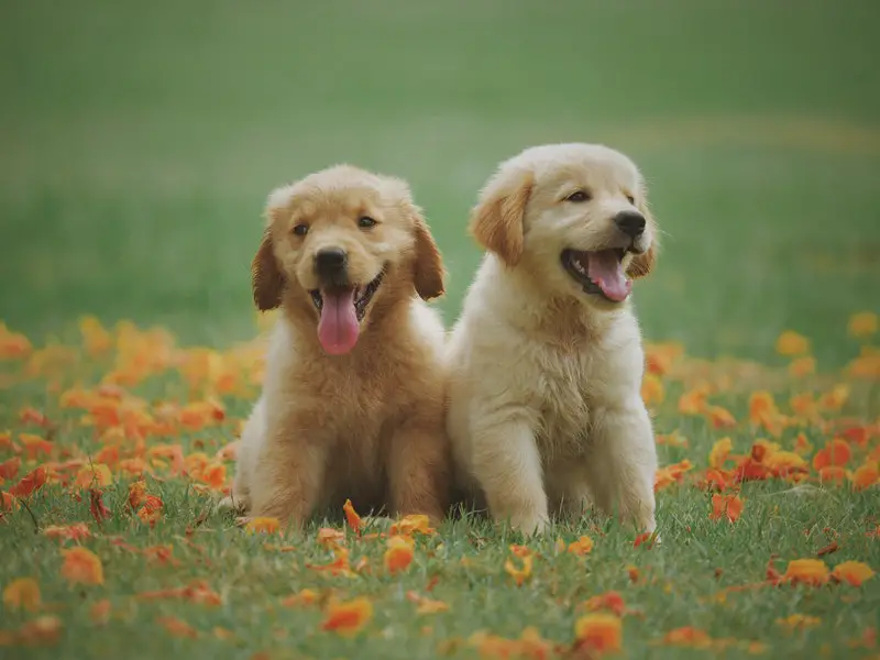Cute puppy dogs