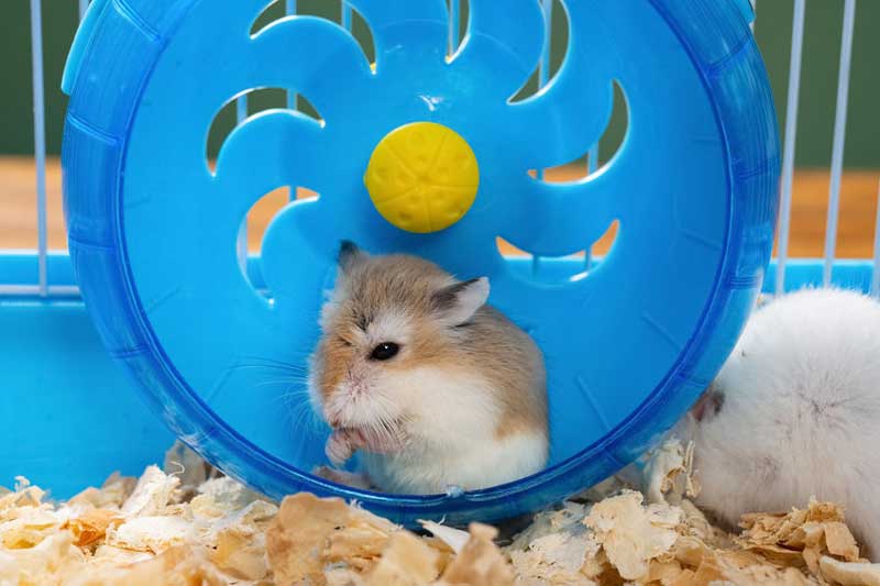 Pet hamster in blue hamster wheel