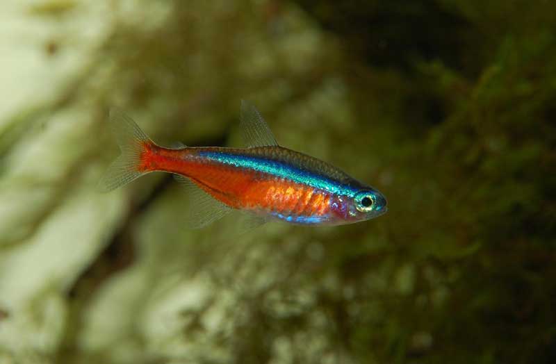 Lone neon tetra fish