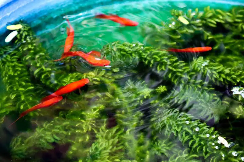 Red Mollies