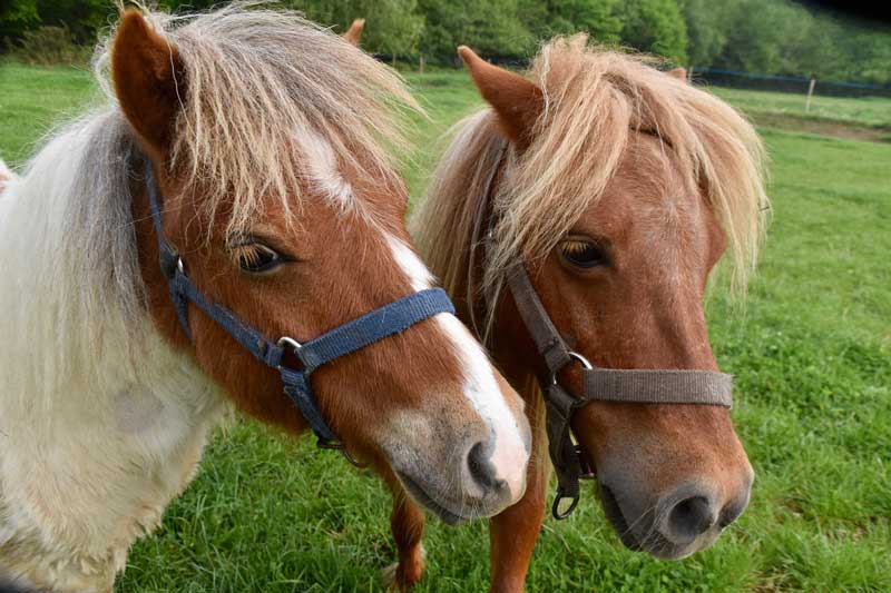 Two Shetland Ponies