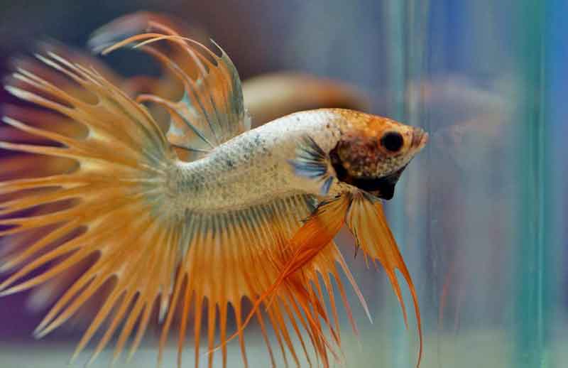 Beautiful betta fish