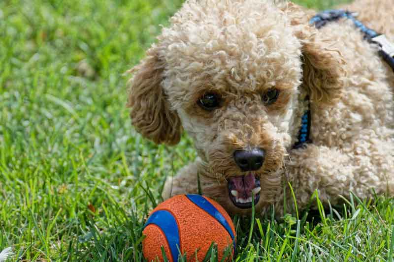 Brown poodle with ball