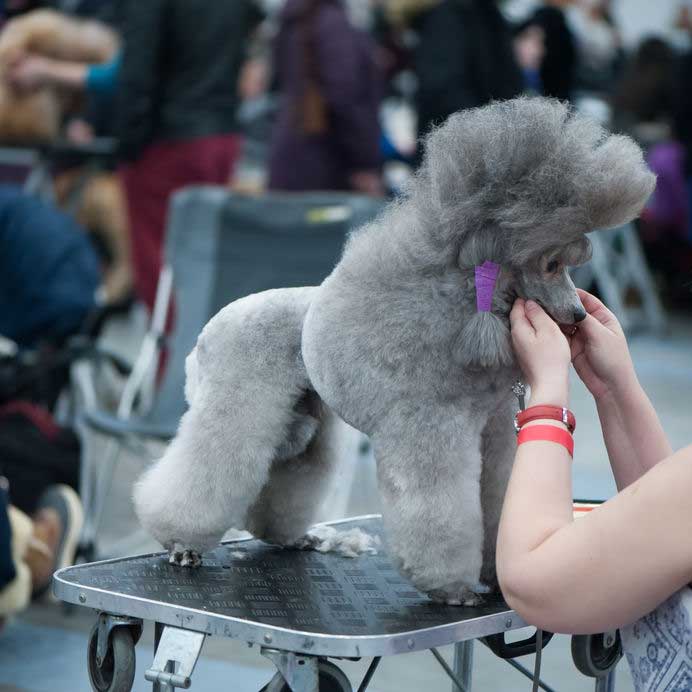 Groomed show poodle