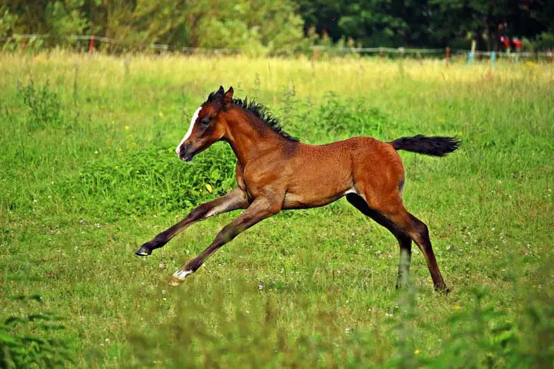 Young Arabian Horse