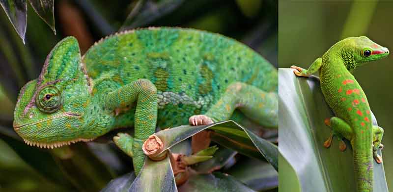 Chameleon and gecko