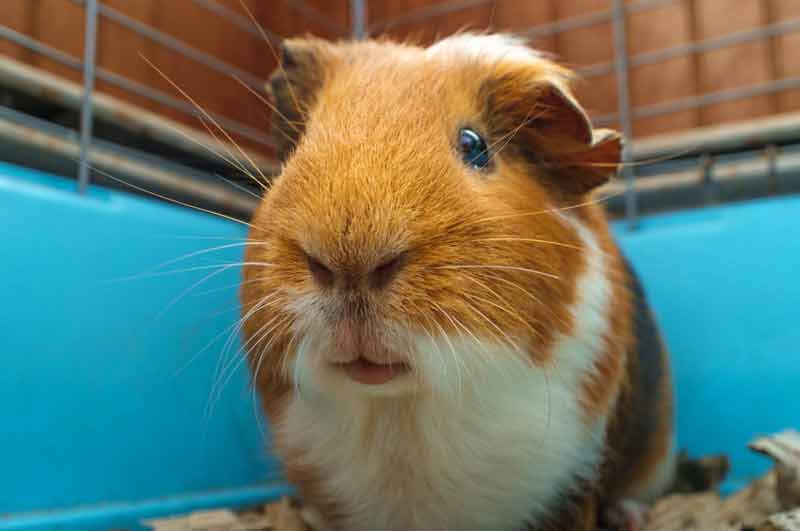 Guinea pig close up in cage