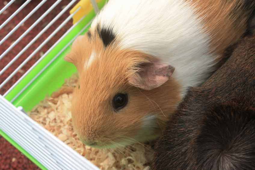 Guinea pig in cage