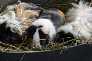 Guinea pigs in hay