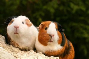 Two Cute Guinea Pigs