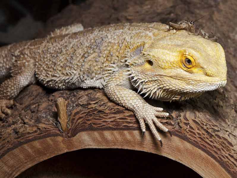 Bearded dragon with cricket on the head