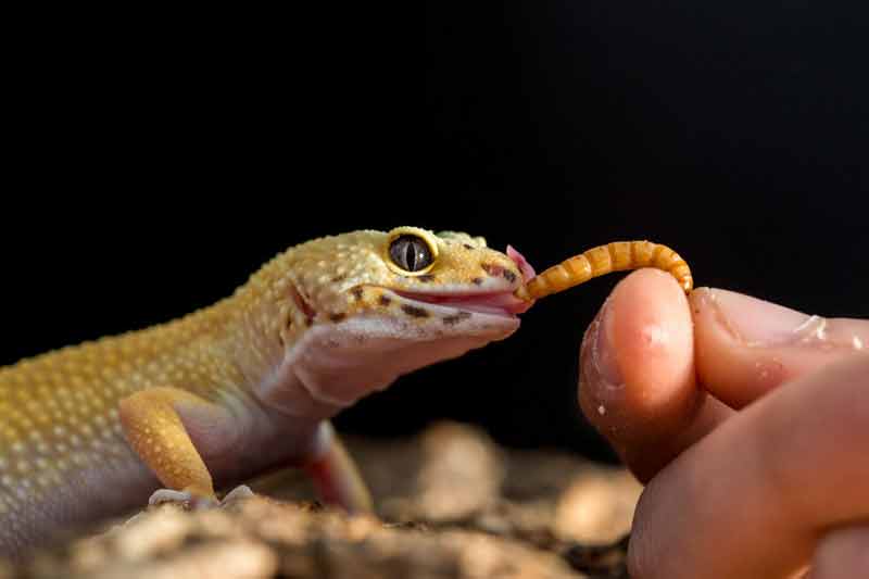 Gecko eating mealworm