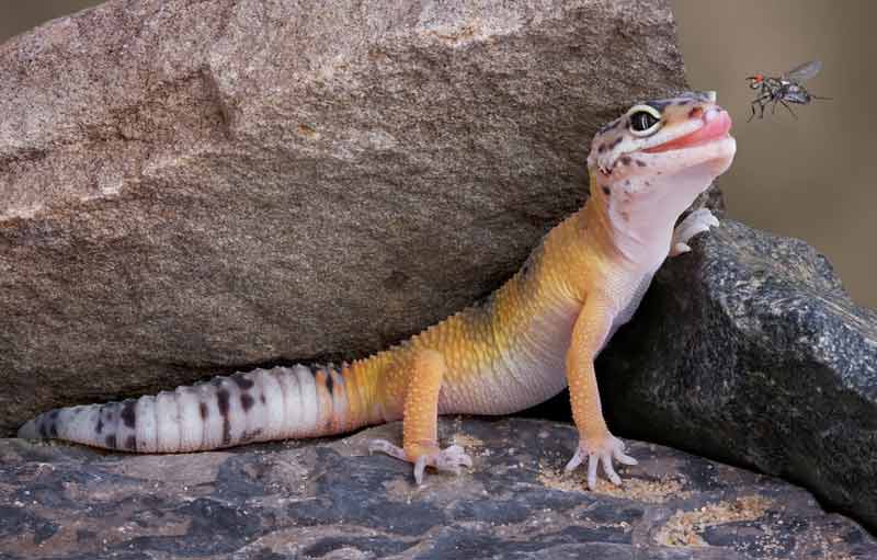 Leopard gecko and fly