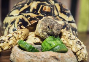 Tortoise eating a cucumber