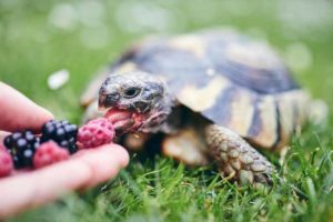 Tortoise being fed berries