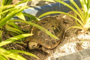 Tortoise hiding in the garden