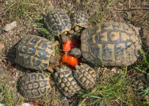 Turtles eating tomatoes