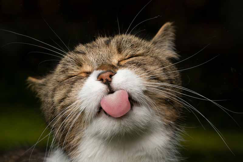 Cat licking
