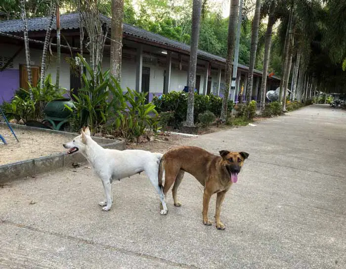 Two dogs stuck after mating