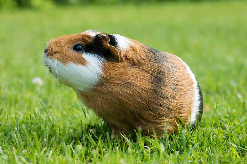 Guinea pig on grass