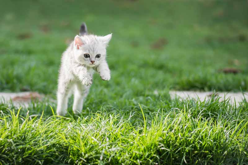 Jumping cat