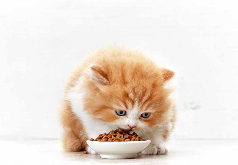 Kitten eating dry food