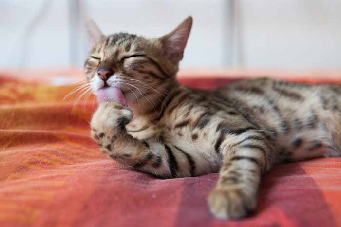 Kitten licking paws