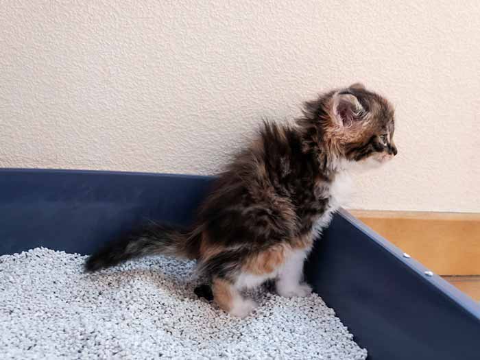 Kitten pooping