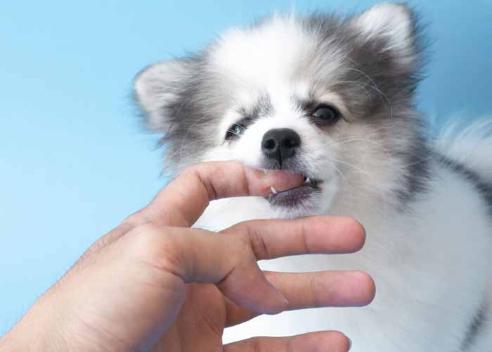 Pomeranian puppy biting hand