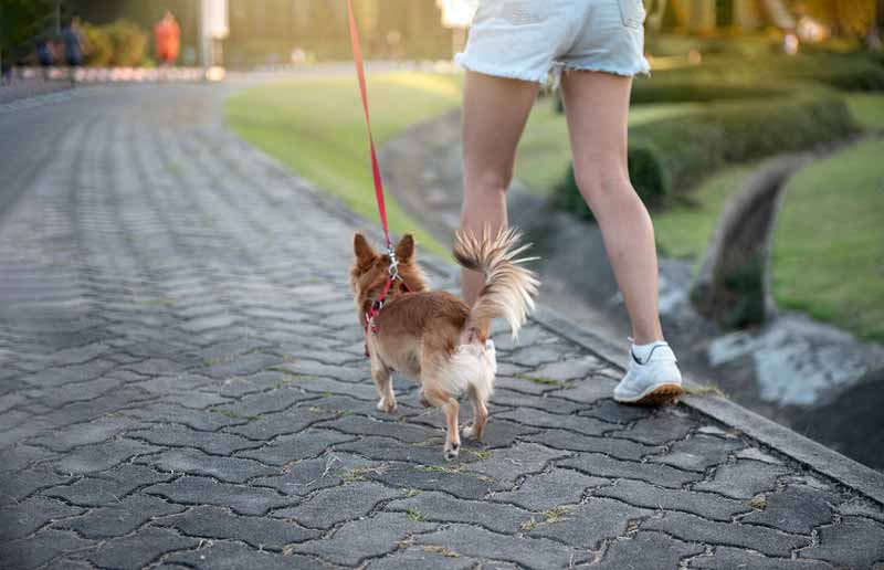 Puppy walking on leash
