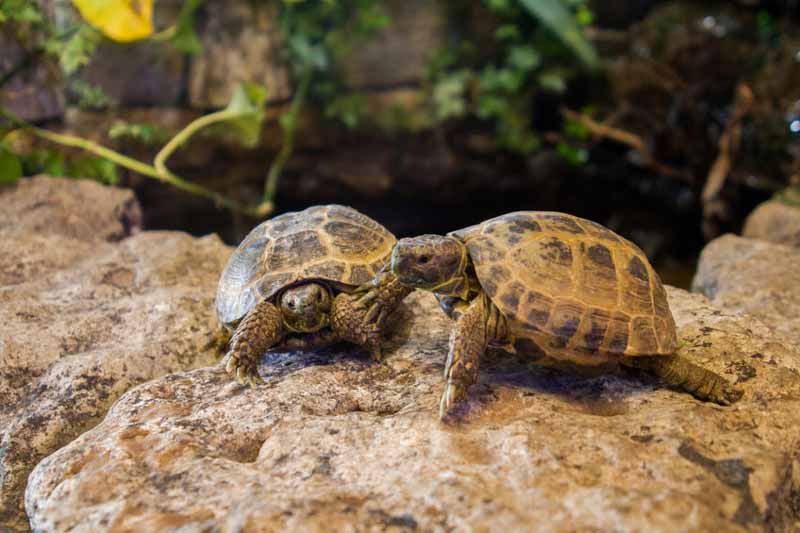 Two small tortoises