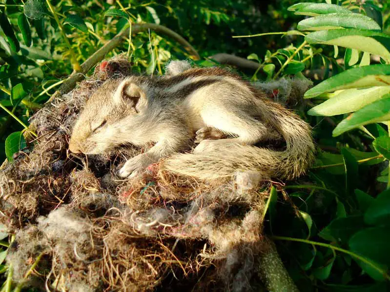 Baby squirrel in nest