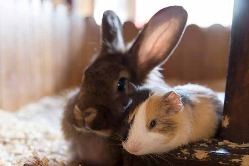 Guinea pig and rabbit