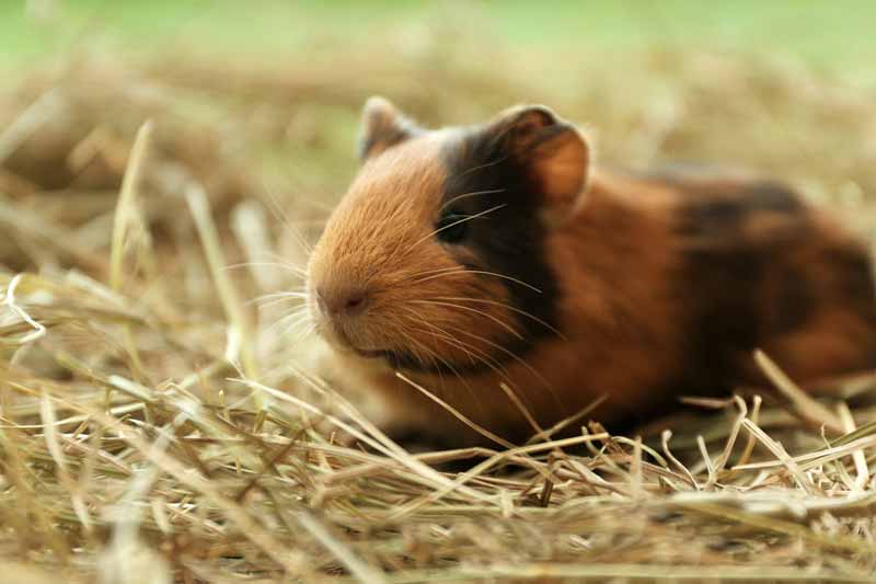Guinea pig in hay