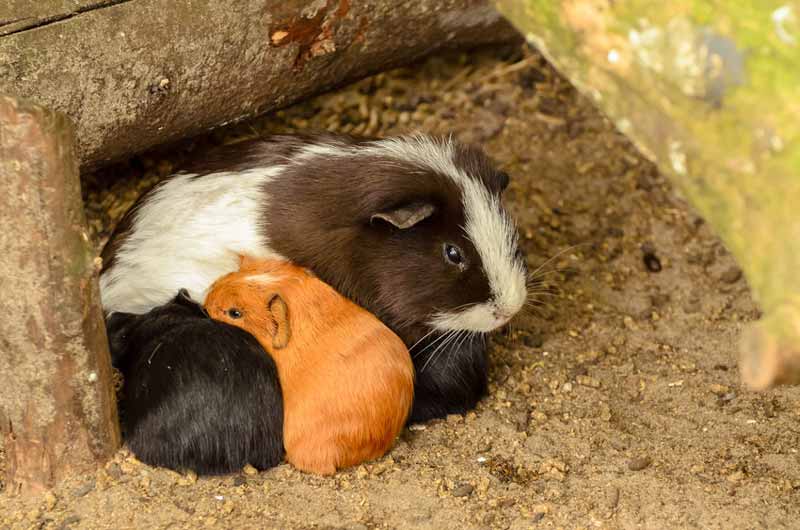 Guinea pig with babies