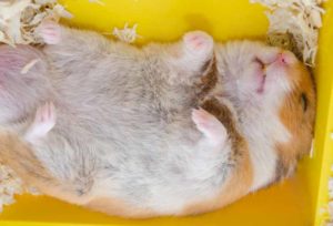 Hamster on his back