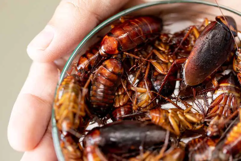 Roaches close up