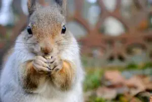 Squirrel eating a peanut