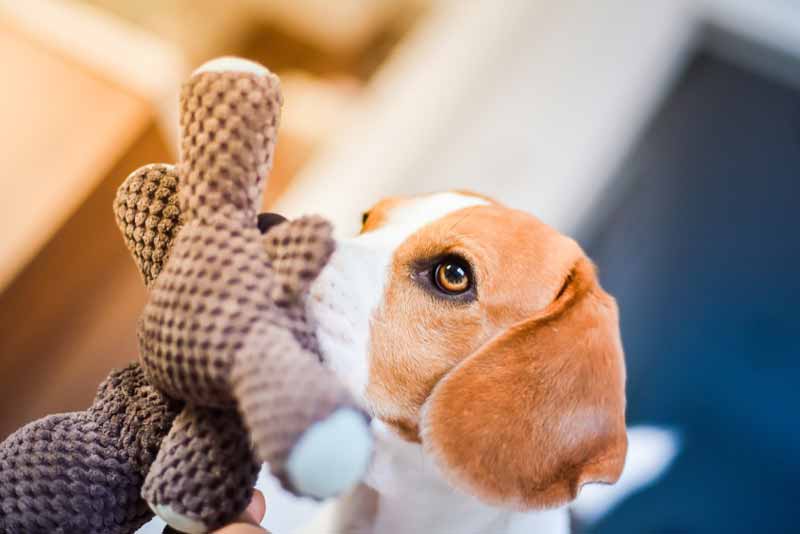 Beagle dog chewing toy