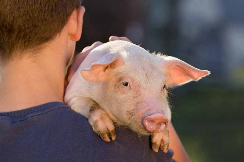 Farmer holding a pig