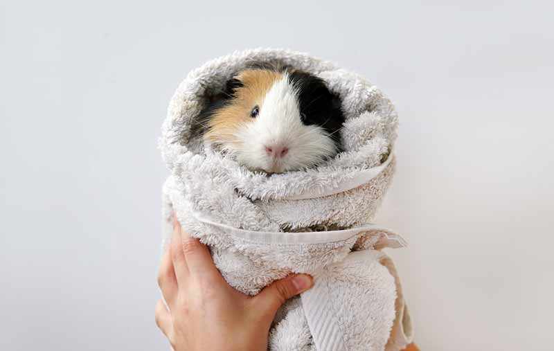 Guinea pig after bath