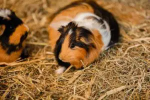 Guinea pig in hay