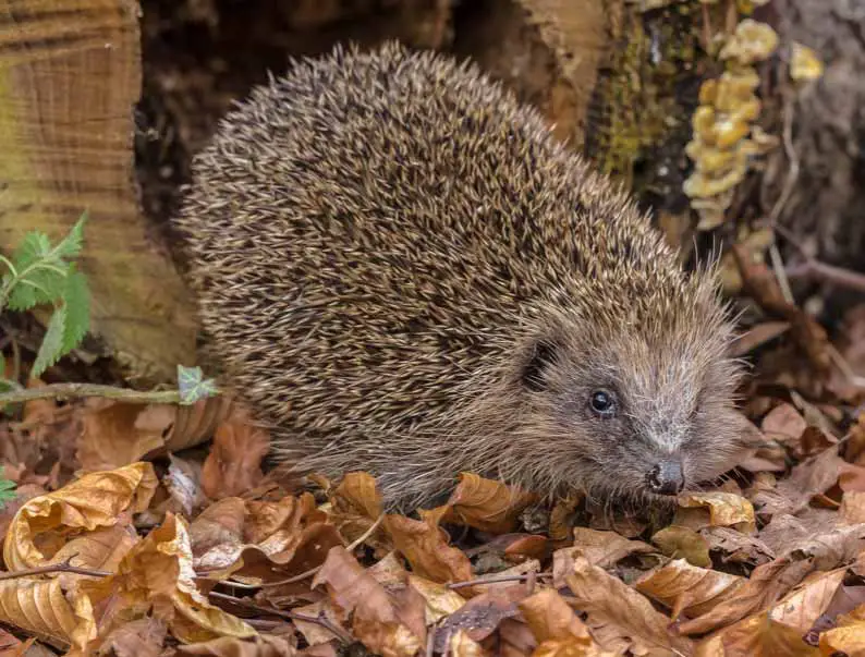 Hedgehog collecting leaves