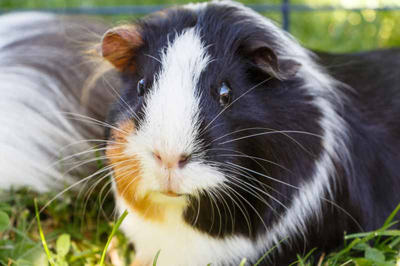 Lazy guinea pig close up