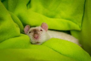 Rat sleeping with eyes open