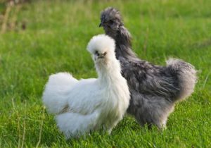 Silkie rooster and chicken
